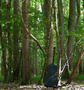 ATELIER MATINAL MUSIQUE ET MURMURES DE LA FORÊT