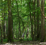 ATELIER RENCONTRE "ET TOI COMMENT HABITES-TU LA FORÊT ?"